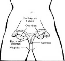 image of woman's reproductive system
